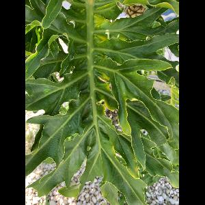 Philodendron selloum