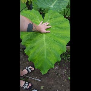 Leucocasia gigantea
