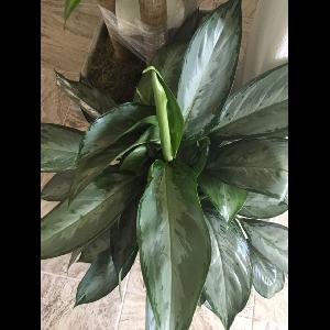 Aglaonema commutatum