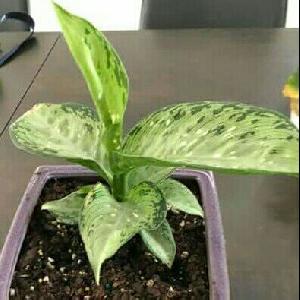Dieffenbachia seguine