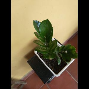Zamioculcas zamiifolia