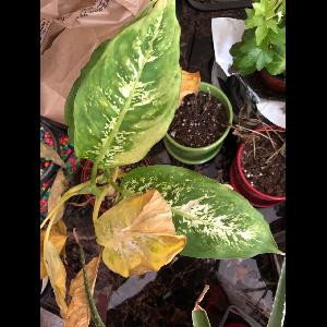 Dieffenbachia seguine