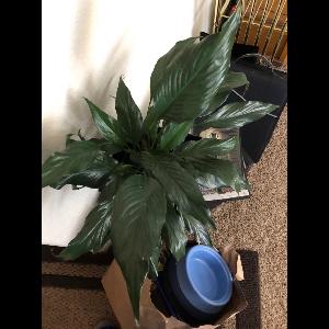 Spathiphyllum wallisii