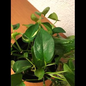 Epipremnum aureum