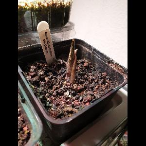 Amorphophallus kiusianus