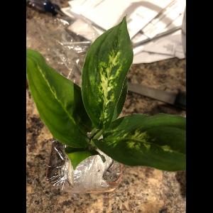 Dieffenbachia seguine