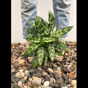 Aglaonema commutatum