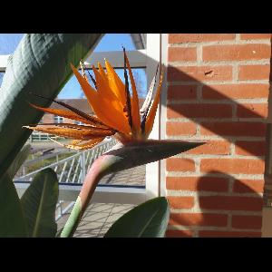 Strelitzia reginae