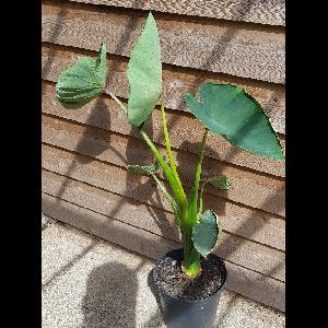 Colocasia esculenta