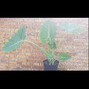 Leucocasia gigantea