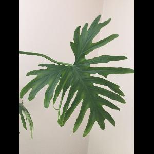 Philodendron bipinnatifidum