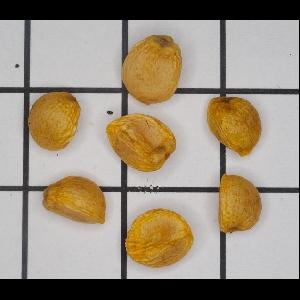 Arum italicum