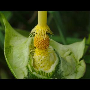 Arum italicum