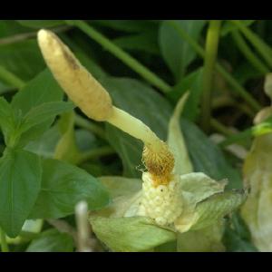 Arum italicum