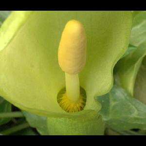 Arum italicum