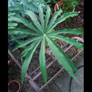 Arisaema consanguineum