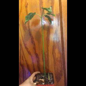 Amorphophallus titanum