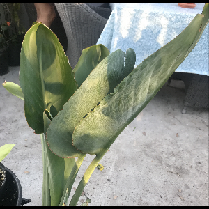 Strelitzia reginae