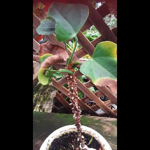 Anthurium andraeanum