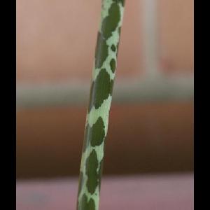 Sauromatum venosum