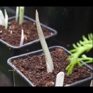 Sauromatum venosum
