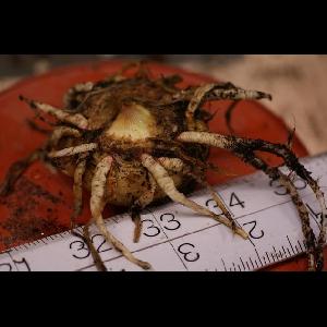 Sauromatum venosum
