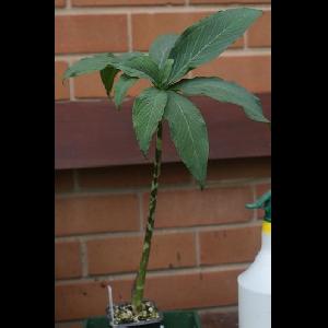 Sauromatum venosum