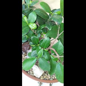 Ficus microcarpa