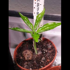 Amorphophallus borneensis