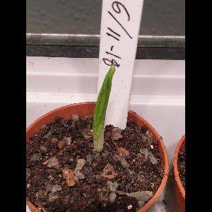 Amorphophallus borneensis