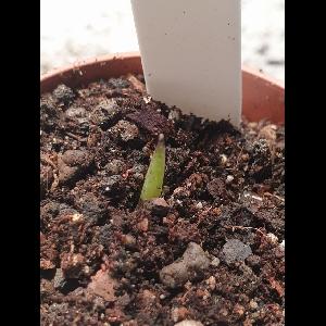 Amorphophallus borneensis