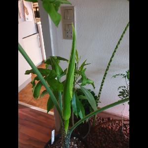 Dracunculus vulgaris