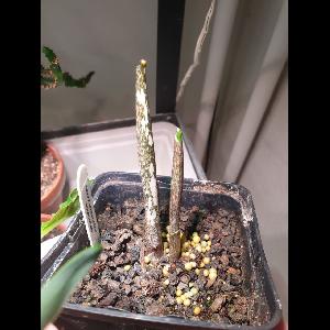 Amorphophallus kiusianus