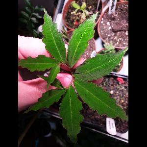 Sauromatum horsfieldii