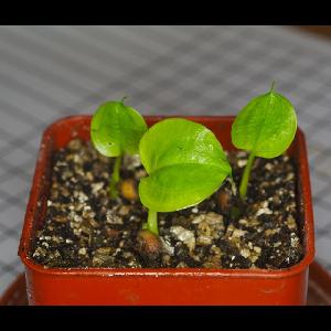 Zantedeschia aethiopica