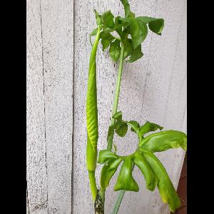 Dracunculus vulgaris