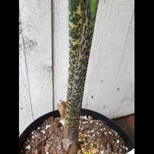 Dracunculus vulgaris