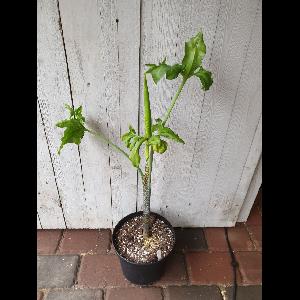 Dracunculus vulgaris