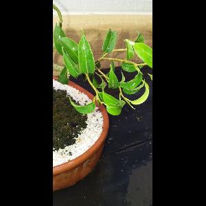 Ficus microcarpa