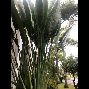 Strelitzia reginae