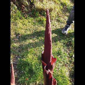 Amorphophallus konjac