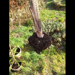 Amorphophallus konjac