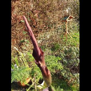 Amorphophallus konjac