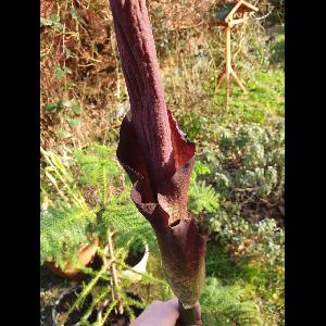 Amorphophallus konjac