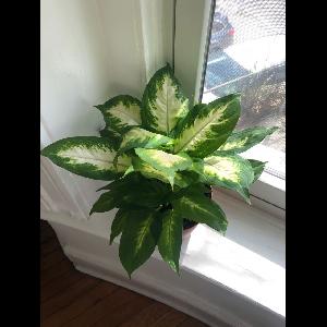 Dieffenbachia seguine