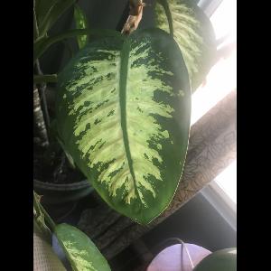 Dieffenbachia seguine