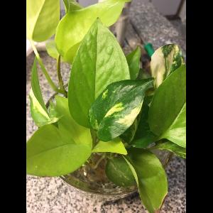 Epipremnum aureum