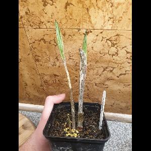 Amorphophallus kiusianus