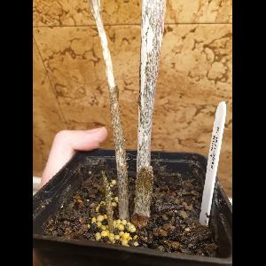 Amorphophallus kiusianus