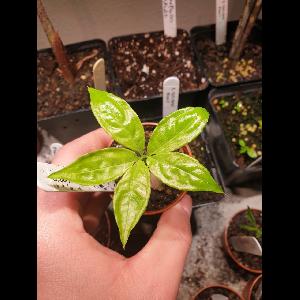 Amorphophallus borneensis